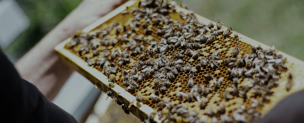 Intérieur d'une ruche avec des abeilles et du miel